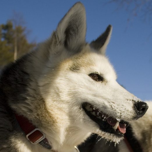 Husky dog Iso-Syöte