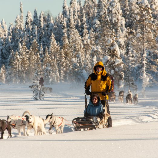 Husky safari Iso-Syöte