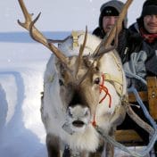 Reindeer ride Hotel Iso-Syöte Lapland Syöte