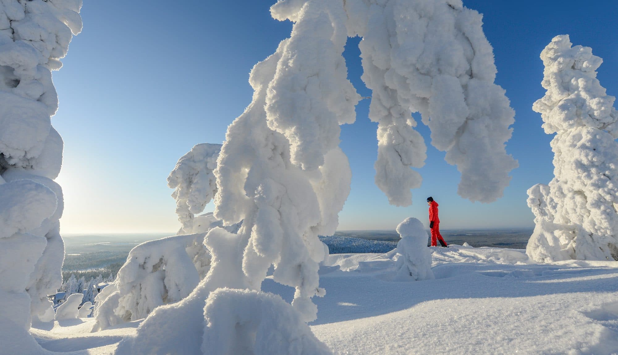 Hotel Iso-SYöte Snowshoe, tykkypuut