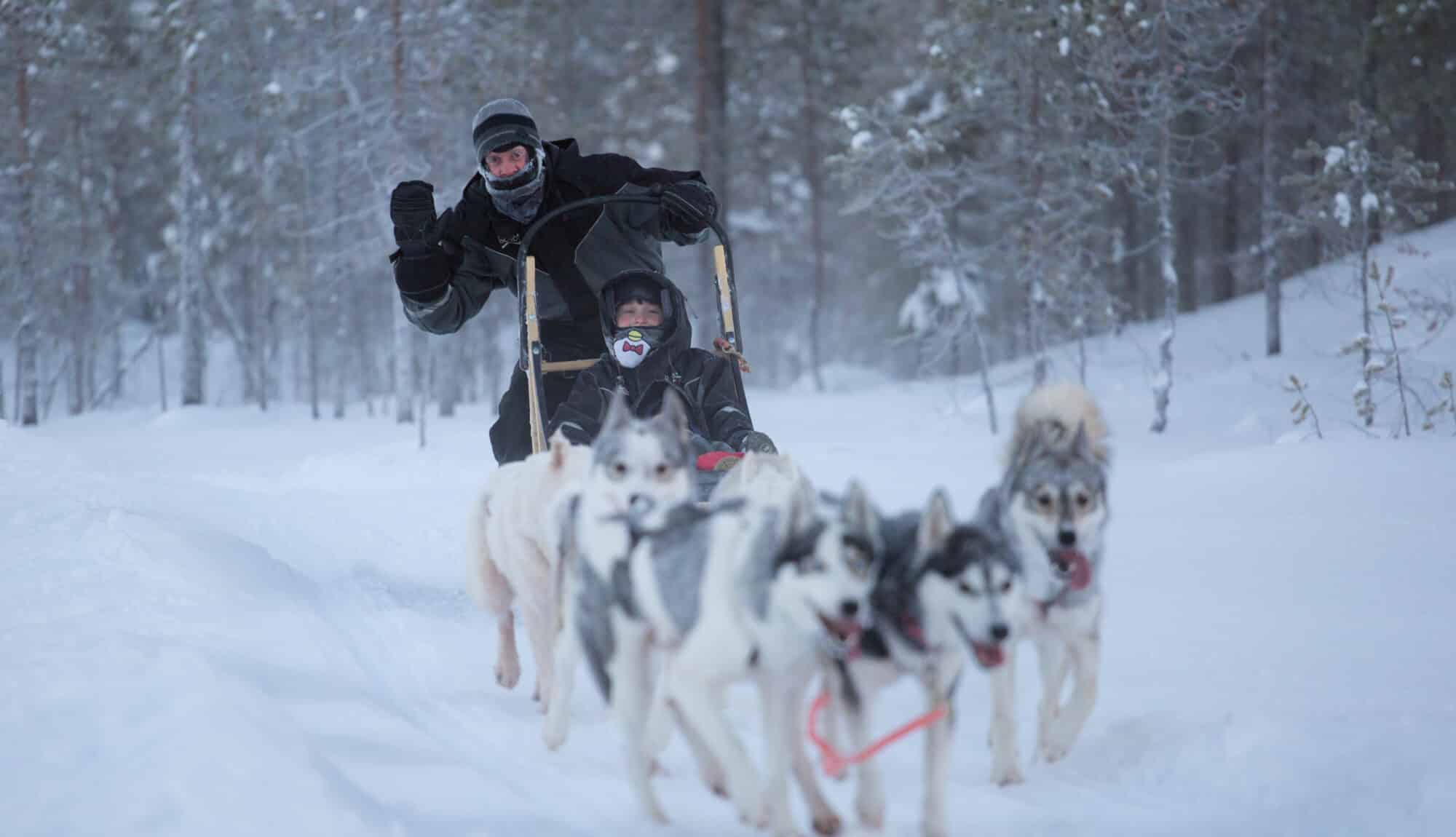 Full day husky safari in Iso-Syöte with lunch