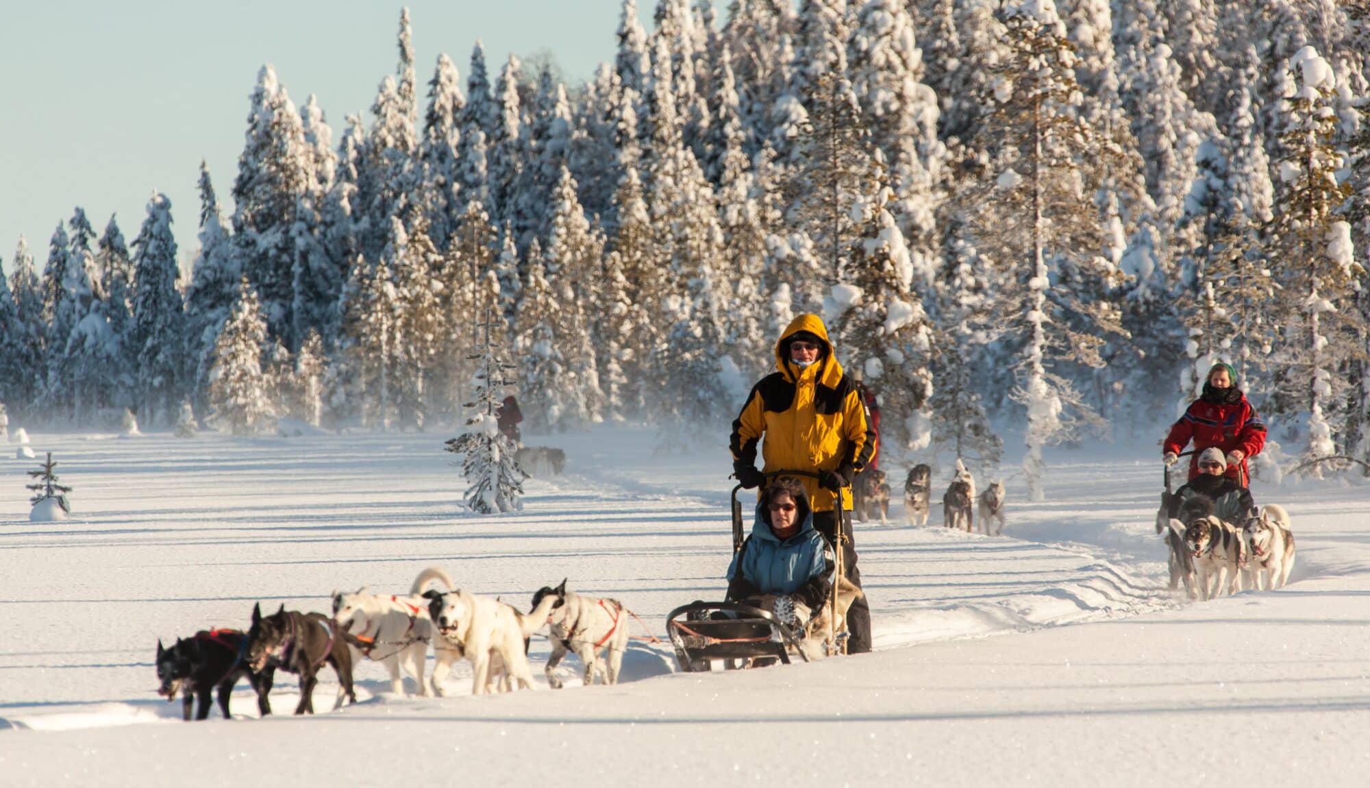 Husky safari in Iso-Syöte, Finland