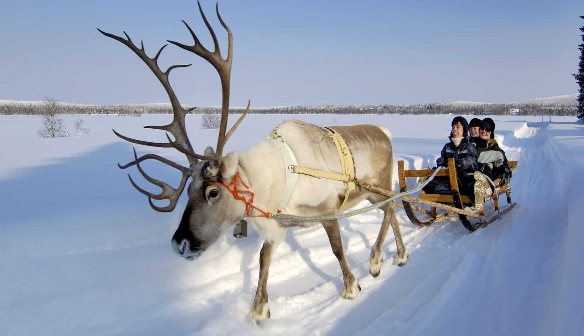 Reindeer activities in Iso-Syöte