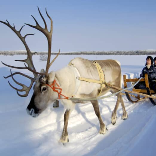 Reindeer activities in Iso-Syöte